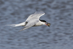 Common Tern