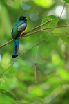 Male Northern Black-throated Trogon, Osa Peninsula, Costa Rica