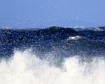 Flying Gannet and sea spray, Ness of Duncansby, Scotland