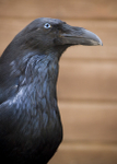 Crow