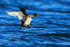Tufted Duck about to land on the water at Farmoor Reservoir