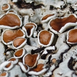 Hoary Rosette lichen (Physcia aipolia) 