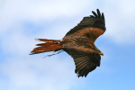 Kite  _AGT068