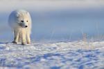 White Arctic Fox, late afternoon, Svalbard, Norway