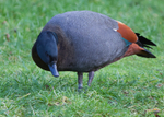 Paradise Shelduck 1