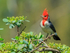 Red-crested Cardinal (adult), Kilauea Point, Kauai