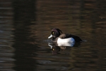 Tufted Duck