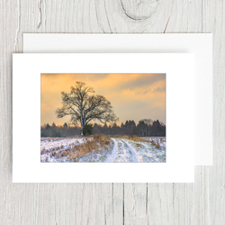 Winter Oak