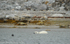 Polar bear and seal