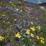 Yellow Apennine wallflower (Erysimum pseudorhaeticum) Basil thyme (Acinos arvensis) purple with bright blue Apennine forget-me-not (Myosotis alpina var ambigens)