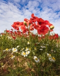 No.0122 Exton Road Poppies