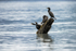 Cormorant King