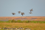 Barnacle Geese