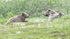 McNeil River Bears-6