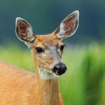 Black-tailed Deer close-up, Knight Inlet, Canada