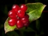 Honeysuckle Berries