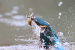 Common Kingfisher emerges from water with fish, Otterbourne