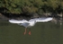 090917 SEAGULL08 IMG_7162