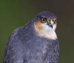 Sparrowhawk