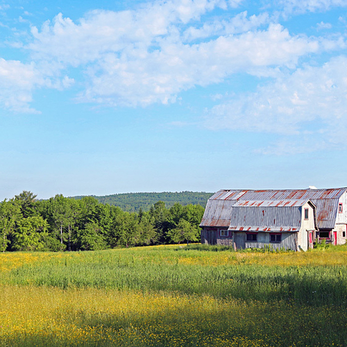 Century old supply & livestock barns stand side by side in a field in rural Sudbury County, New Brunswick, Canada.