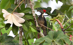 Crimson-crested woodpecker