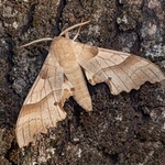 The oak hawk (Marumba quercus 
