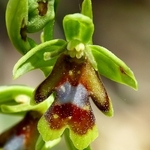 Aymonin's Orchid (Ophrys aymoninii)