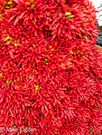 Chillies, Rialto Market
