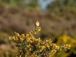 Stonechat