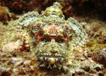 Scorpion Fish