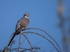 Woodpigeon