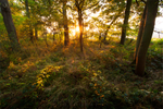 Monks Wood Sunset