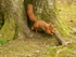 Red Squirrel 6 (disambiguation).