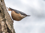 Nuthatch