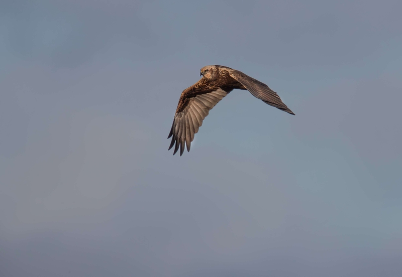 Female Marsh Harrier - Dee Estuary - North Wales