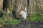 Grey Squirrel
