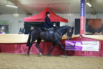 Class N - Side Saddle Champ portfolio