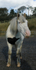 Horse Edited 18 of 68