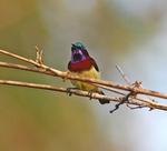 Crimson Backed Sunbird