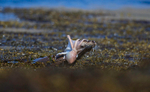 OTTER AND OCTOPUS, ISLE OF MULL, SCOTLAND