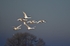 Whooper Swans