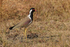 Red-wattled Lapwing, side view, Bandhavgarh, India