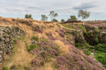 Heather, Stanton Moor (4)
