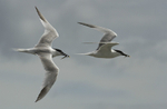 Sandwich Tern, Cemlyn Bay, Anglesey, North Wales