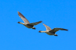 Hawaiian Geese (Nene) in flight, Kilauea Point, Kauai
