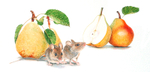 A pear of still life.