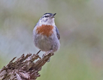 Kruper's Nuthatch.