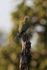 Yellow-footed Green Pigeon, Bandhavgarh Tiger Reserve, India