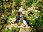 Razorbills