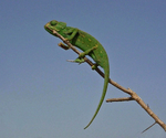 Chameleon (Morocco)